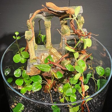 Cómo hacer un terrario cerrado y autosuficiente - Página 47 de 65