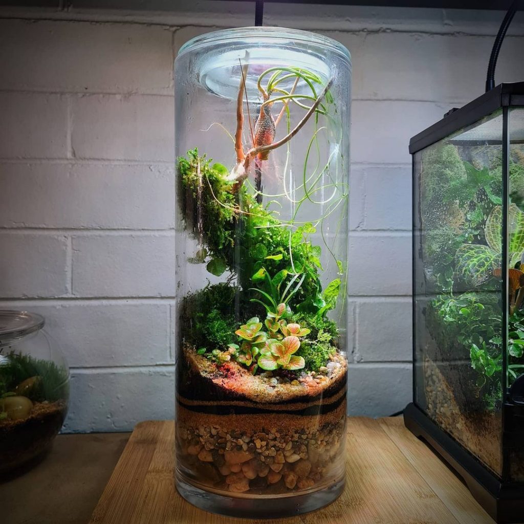 Cómo hacer un terrario cerrado y autosuficiente - Página 65 de 65